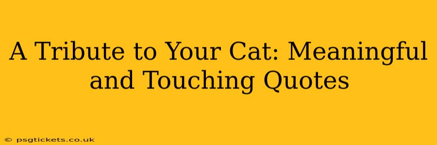 A Tribute to Your Cat: Meaningful and Touching Quotes
