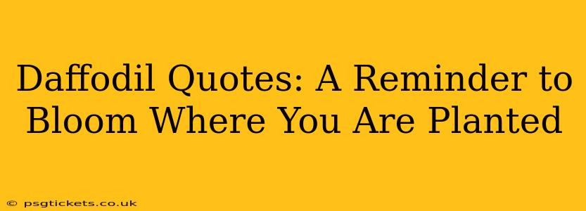 Daffodil Quotes: A Reminder to Bloom Where You Are Planted