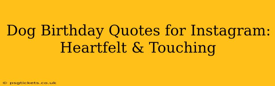 Dog Birthday Quotes for Instagram: Heartfelt & Touching
