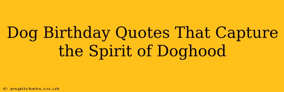 Dog Birthday Quotes That Capture the Spirit of Doghood