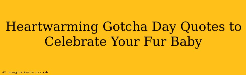 Heartwarming Gotcha Day Quotes to Celebrate Your Fur Baby