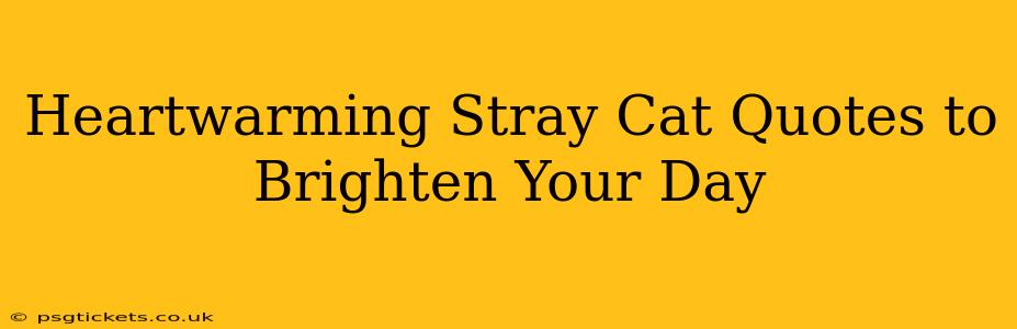Heartwarming Stray Cat Quotes to Brighten Your Day