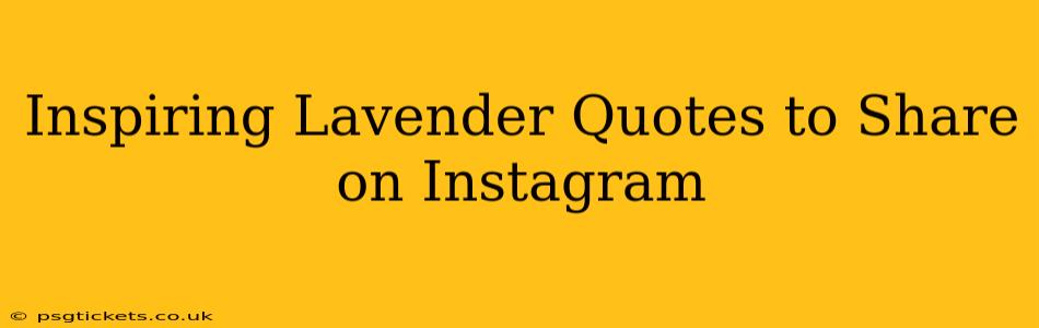 Inspiring Lavender Quotes to Share on Instagram