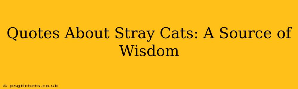 Quotes About Stray Cats: A Source of Wisdom