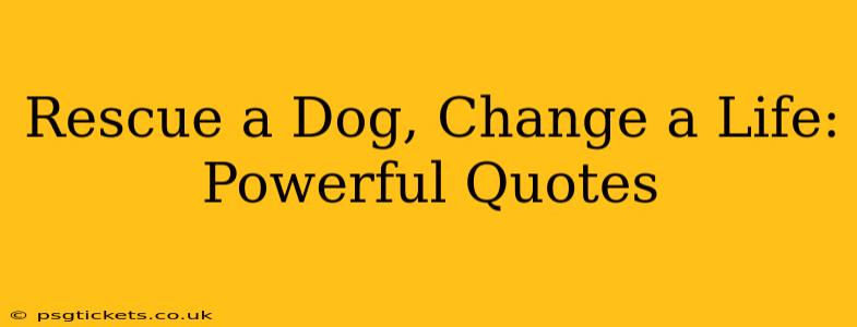 Rescue a Dog, Change a Life: Powerful Quotes
