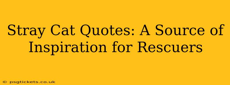 Stray Cat Quotes: A Source of Inspiration for Rescuers