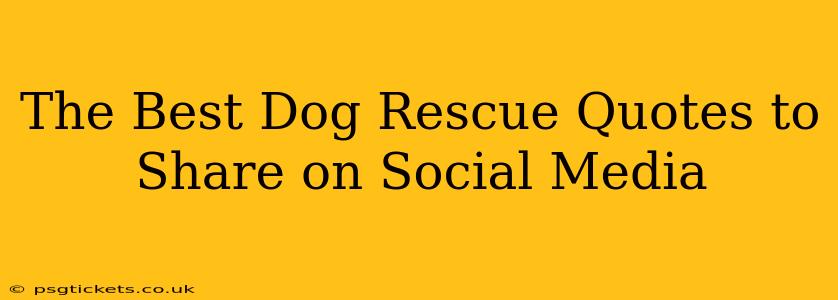 The Best Dog Rescue Quotes to Share on Social Media