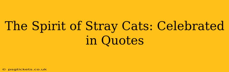 The Spirit of Stray Cats: Celebrated in Quotes