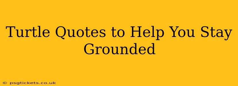 Turtle Quotes to Help You Stay Grounded